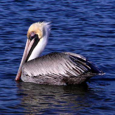 Brown Pelicans visit Cape May, NJ. Photo: Rob Peterson/CC BY-2.0