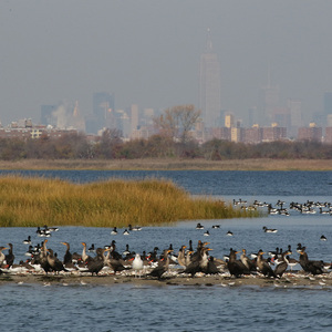 Double-crested Cormorants, American Oystercatchers, Atlantic Brant, and more in Jamaica Bay Wildlife Refuge, Queens. Photo: <a href="https://www.facebook.com/don.riepe.14" target="_blank" >Don Riepe</a>