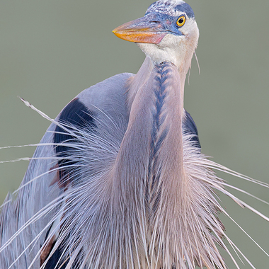 A Great Blue Heron raises its plumes in a breeding display. Photo: <a href="https://www.lilibirds.com/" target="_blank" >David Speiser</a>