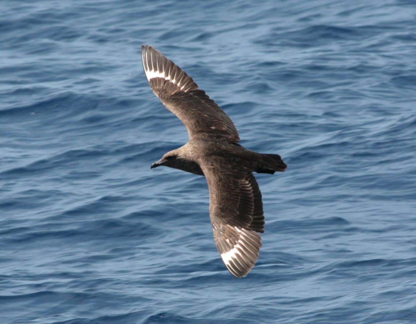 Tropical storms sometimes bring very unusual southern species such as the South Polar Skua to New York City waters. Photo: n88n88/CC BY 2.0