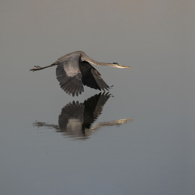An adult Great Blue Heron flies over the Jamaica Bay. Photo: <a href="https://www.fotoportmann.com/" target="_blank">François Portmann</a>