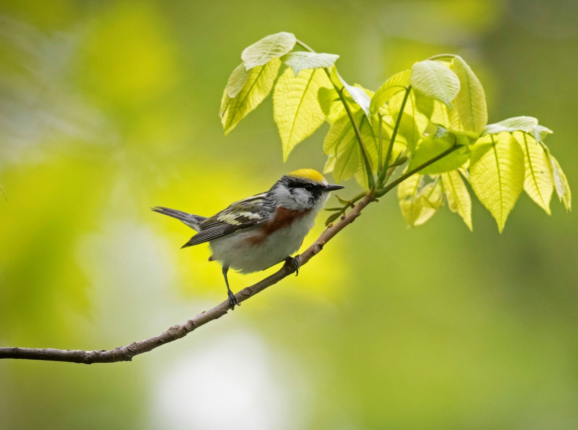 A surprising variety of species have been documented in green spaces along Hudson River Park, including over two dozen warbler species such as the Chestnut-sided Warbler. Photo: <a href="https://www.fotoportmann.com/" target="_blank">François Portmann</a>