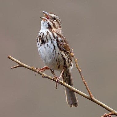 A singing Song Sparrow. Photo: <a href="https://www.lilibirds.com/" target="_blank" >David Speiser</a>
