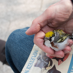 Chestnut-sided Warbler found injured by Project Safe Flight volunteer. Photo: Sophie Butcher