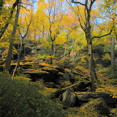 The boulder-strewn slope of the Inwood Hill forest. <a href="https://www.flickr.com/photos/steveguttman/2338156382" target="_blank">Photo</a>: Steve Guttman/<a href="https://creativecommons.org/licenses/by-nc-nd/2.0/" target="_blank">CC BY-NC-ND 2.0</a>
