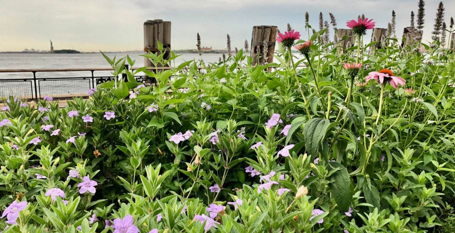 The Battery’s plantings and perennial gardens attract land birds while its position offers great views of the waterbirds and raptors over the lower harbor. Photo: The Battery Conservancy