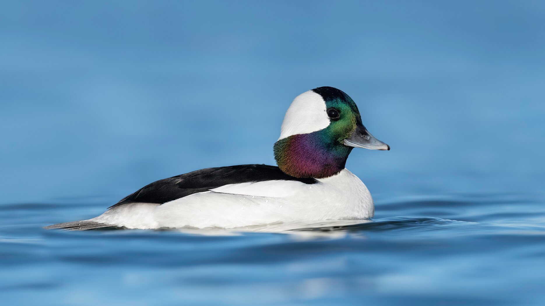 Bufflehead are often seen aroud the tip of Manhattan during the winter. Photo: Isaac Grant