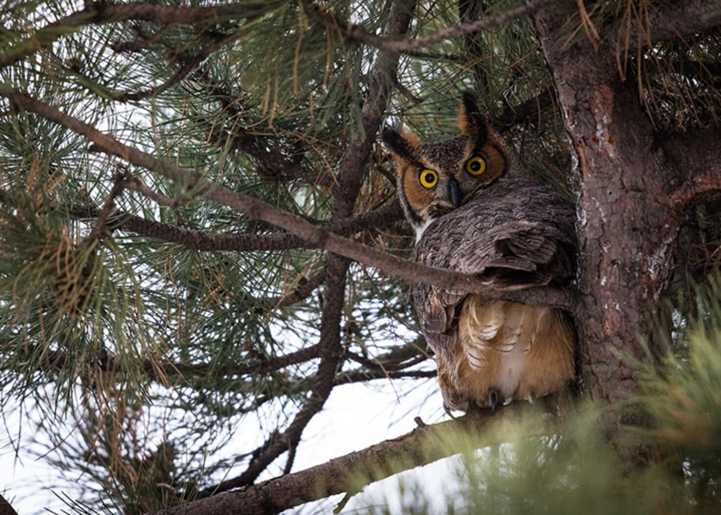Great Horned Owls are sometimes found roosting in Forest Park, and have nested in the past. Photo: François Portmann