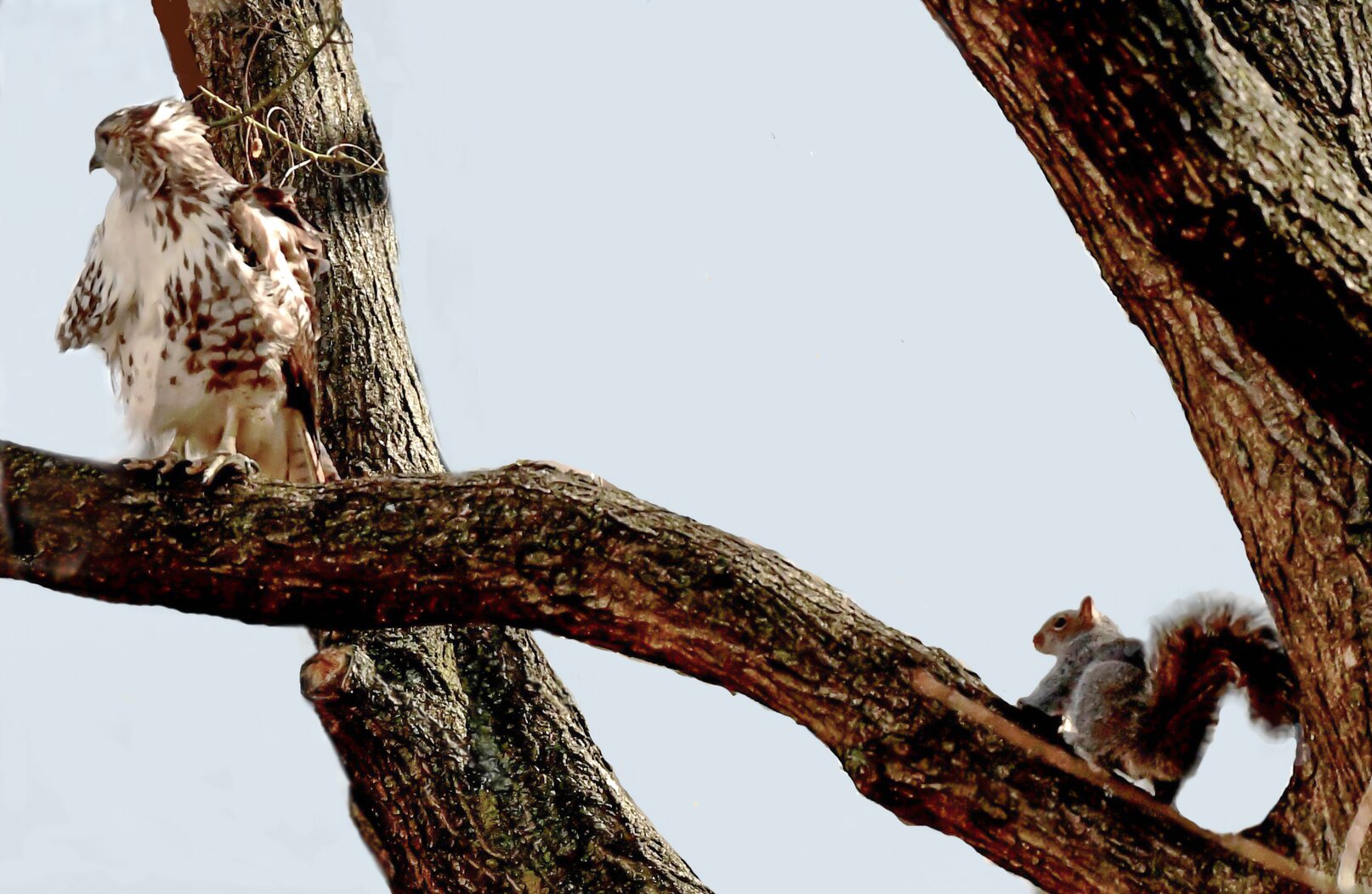 A Gray Squirrel tempts fate in The Battery (as a Red-tailed Hawk seems not to notice). Photo: Gail Karlsson