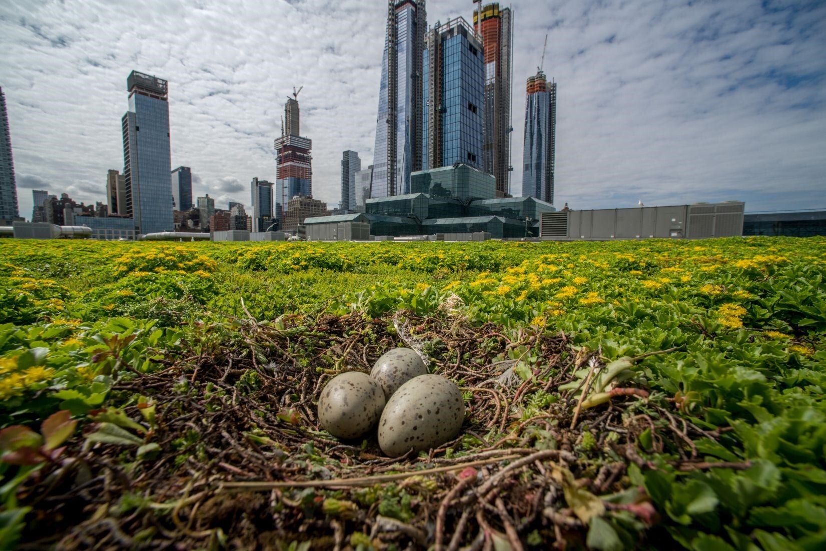Herring Gull eggs on the Jacob K. Javits Convention Center Green Roof. Photo: Jacob K. Javits Convention Center