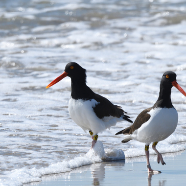 American Oystercatcher breeding pair “6U and 7U,” banded in 2013, have fledged eight young as of spring 2019. Photo: NYC Audubon