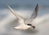 A parent Common Tern brings food back to the nesting colony. (Notice the dark coloring of the upper surface of the primaries, which helps distinguish this species from the silvery-winged Forster’s Tern.). Photo: <a href="https://www.lilibirds.com/" target="_blank" >David Speiser</a>