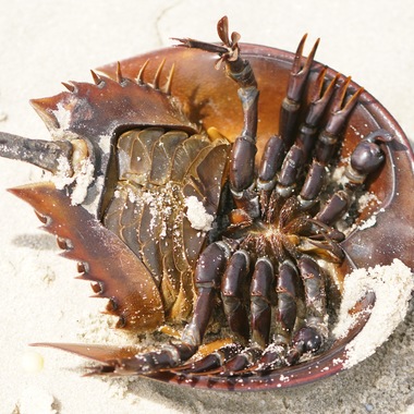 Horseshoe crabs often end up stranded on their backs on the beach; this one was found alive and returned to the ocean. You can tell that this crab is a male by the set of hooked legs (“pedipalps”) at its front (at right in this image), which allow it to attach to the female’s shell during spawning. The horseshoe crab’s mouth is visible at its midline, at the juncture of the legs. Its “book gills” and sexual organs lie behind (to the left of) the legs. <a href="https://www.flickr.com/photos/brigida/41980765335/" target="_blank" >Photo</a>: Danielle Brigida/<a href="https://creativecommons.org/licenses/by-nc/2.0/" target="_blank" >CC BY 2.0</a>