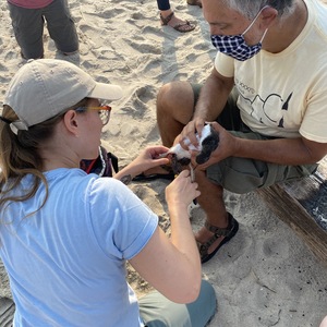 Associate Director of Conservation and Science Kaitlyn Parkins and Conservation Field Biologist Emilio Tobón band an American Oystercatcher on Breezy Point beach. Photo: Sohel Shah