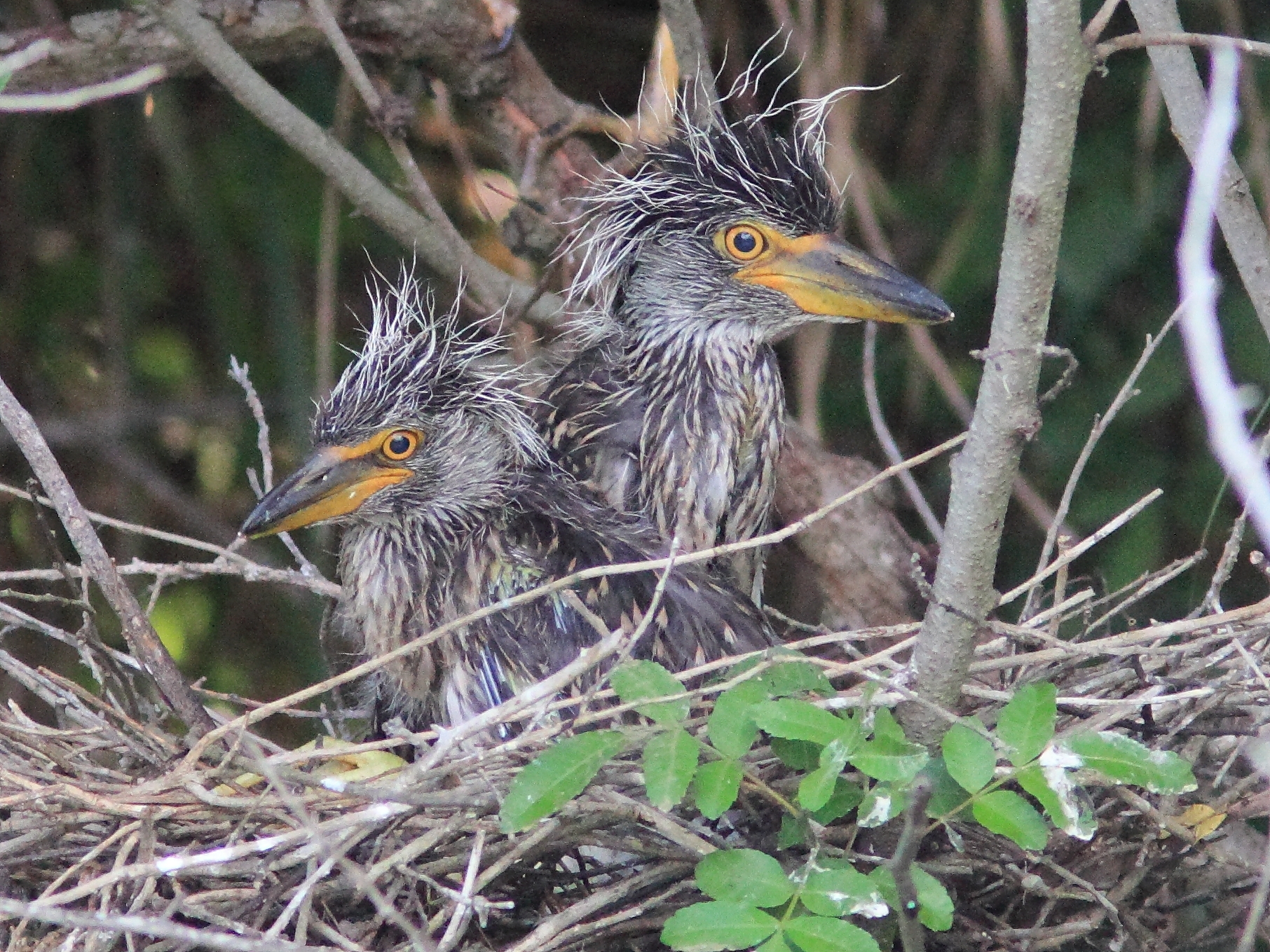 Yellow-crowned Night-Heron Nestlings. <a href="https://www.flickr.com/photos/rosyfinch/8904864307/" target="_blank" >Photo</a>: Kenneth Cole Schneider/<a href="https://creativecommons.org/licenses/by-nc-nd/2.0/" target="_blank" >CC BY-NC-ND 2.0</a>