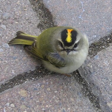 Golden-crowned Kinglets are frequent collision victims in New York City. Photo: NYC Audubon