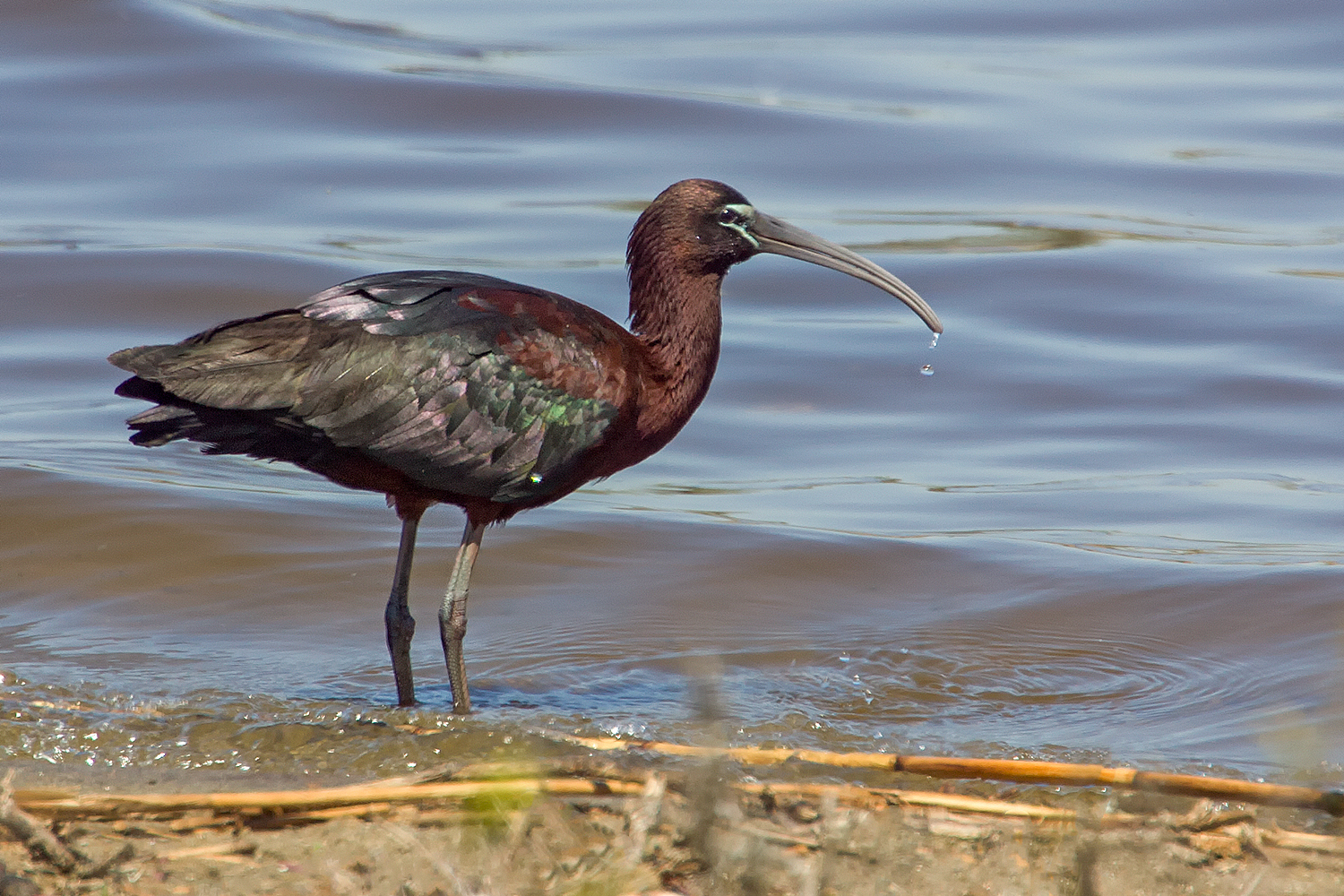 Glossy Ibis come from nesting islands in Jamaica Bay to feed in the marshes around the West Pond. Photo: <a href="https://www.pbase.com/btblue" target="_blank">Lloyd Spitalnik</a>