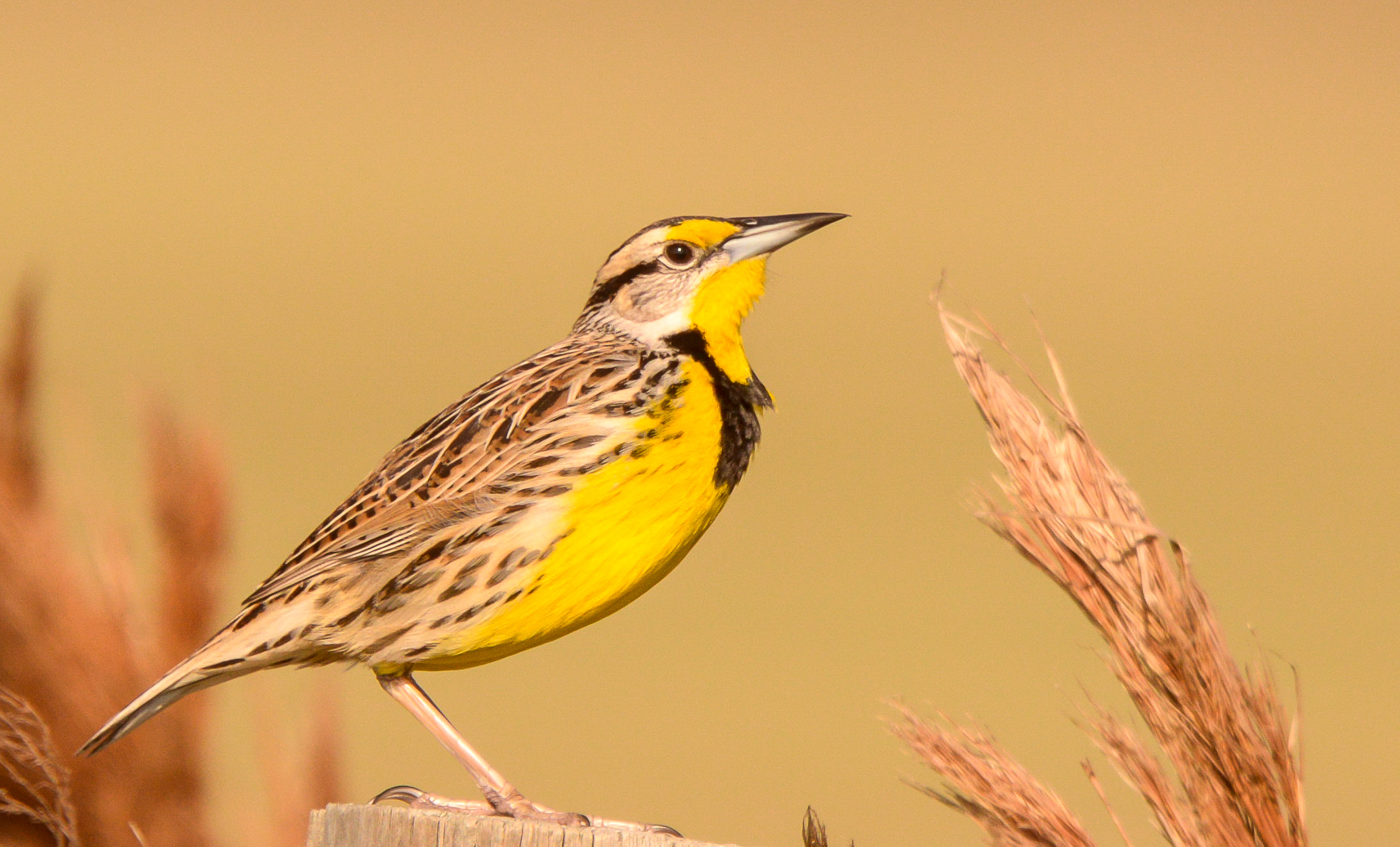 Eastern Meadowlark. <a href="https://www.flickr.com/photos/105596016@N07/32586344721" target="_blank" >Photo</a>: John Sutton/<a href="https://creativecommons.org/licenses/by-nc-nd/2.0/" target="_blank" >CC BY-NC-ND 2.0</a>