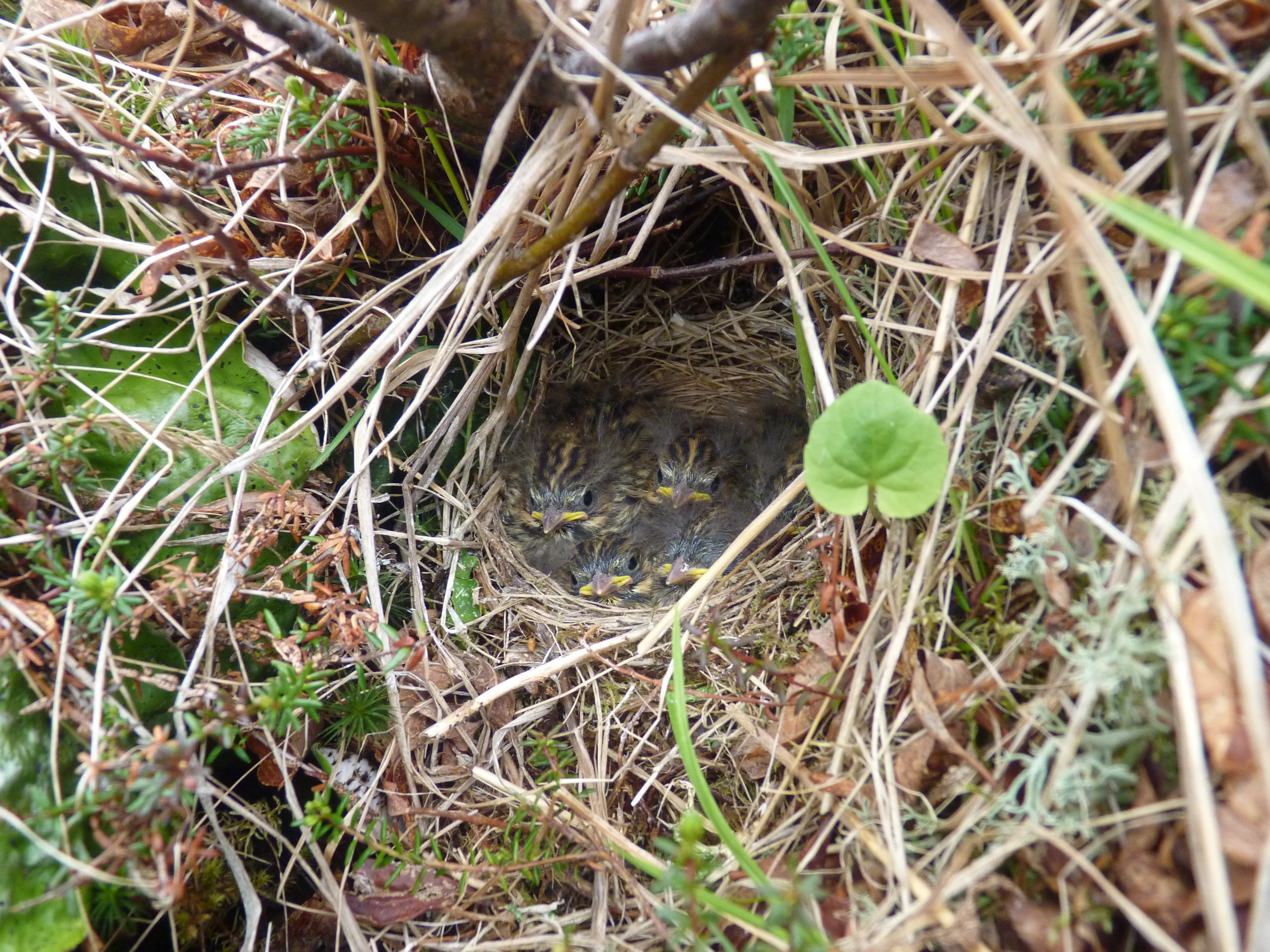 By delaying mowing till after nesting season and preventing disturbance by people and domestic animals, we can protect nesting grassland birds like the Savannah Sparrow. <a href="https://www.flickr.com/photos/usfws_alaska/14072725382/" target="_blank" >Photo</a>: Kristine Sowl, USFWS/<a href="https://creativecommons.org/licenses/by-nc-nd/2.0/" target="_blank" >CC BY-NC-ND 2.0</a>