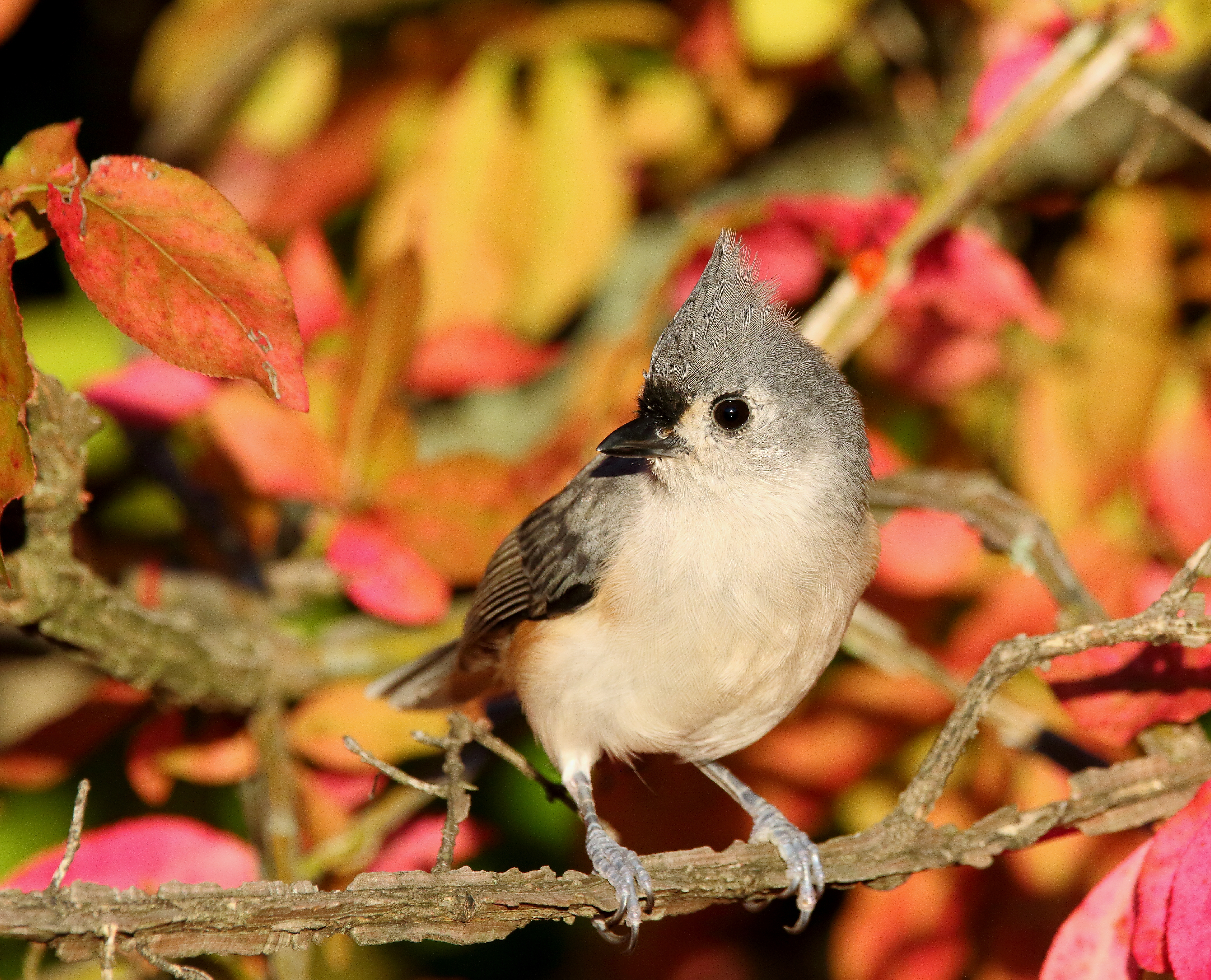Tufted Titmice thrive in the woodlands of Clay Pit Ponds State Park. Photo: <a href="https://www.flickr.com/photos/120553232@N02/" target="_blank">Isaac Grant</a>