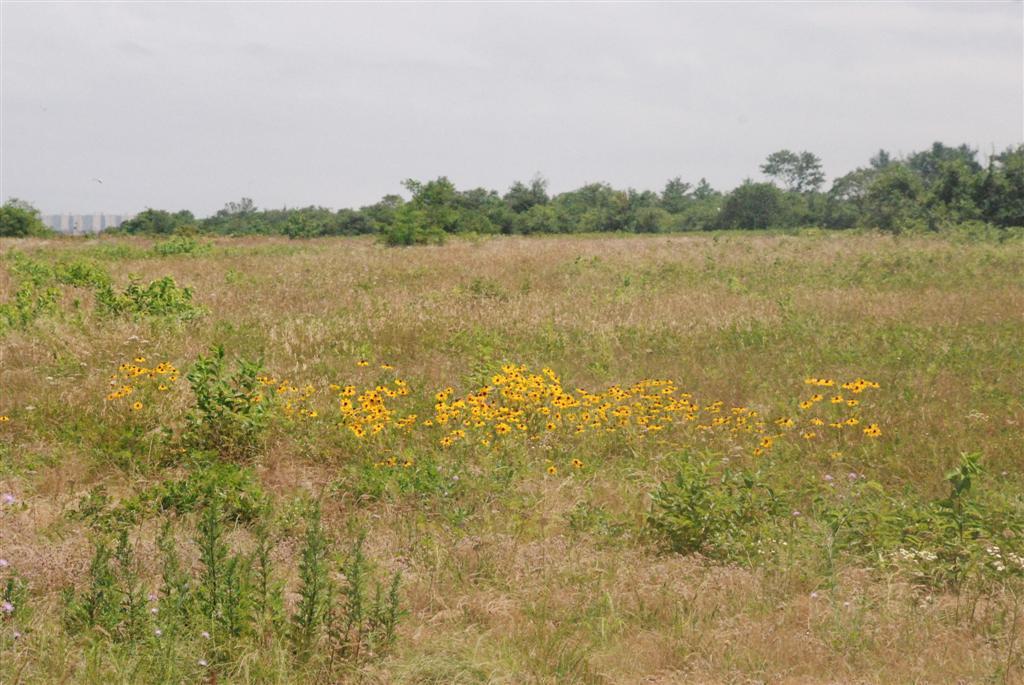 The protected grasslands of Brooklyn’s Floyd Bennett Field includes wildflowers such as Black-eyed Susan (Rudbeckia), which produces seeds eaten by birds including American Goldfinches, Black-capped Chickadees, and many kinds of sparrows. Photo: Valary/<a href="https://creativecommons.org/licenses/by-nc-nd/2.0/" target="_blank" >CC BY-NC-ND 2.0</a>