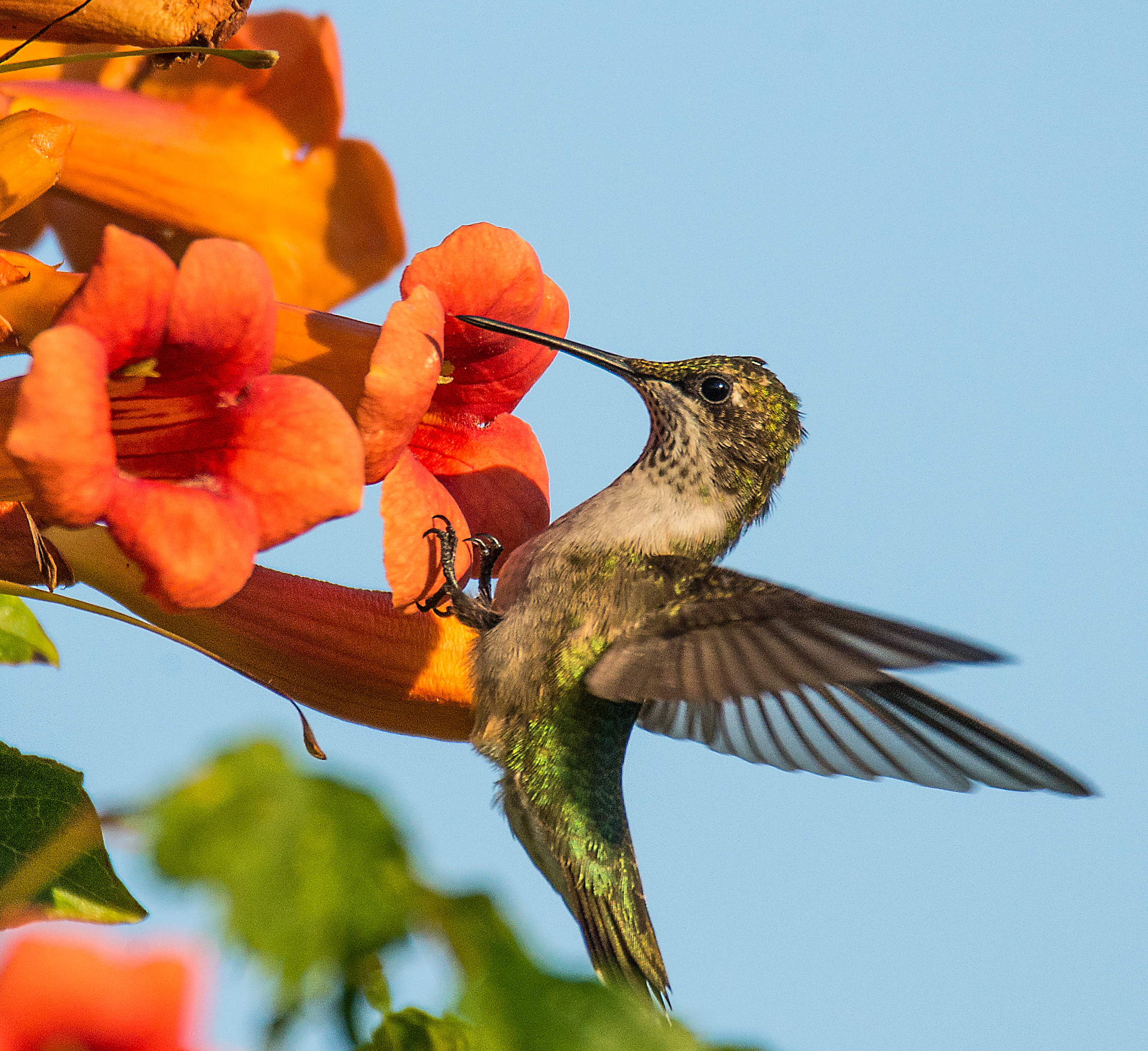 In recent years, Ruby-throated Hummingbirds have nested in the South Garden, likely drawn the native Trumpet Creeper that thrives there. Photo: Patricia McGuire/Audubon Photography Awards