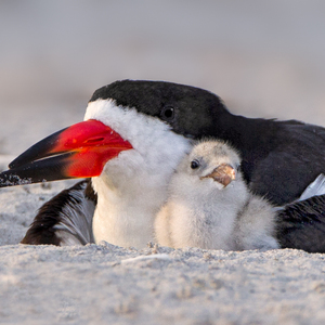 Black Skimmers nest on several beaches on the Rockaway Peninsula, in Queens. Photo: <a href="https://www.lilibirds.com/" target="_blank" >David Speiser</a>