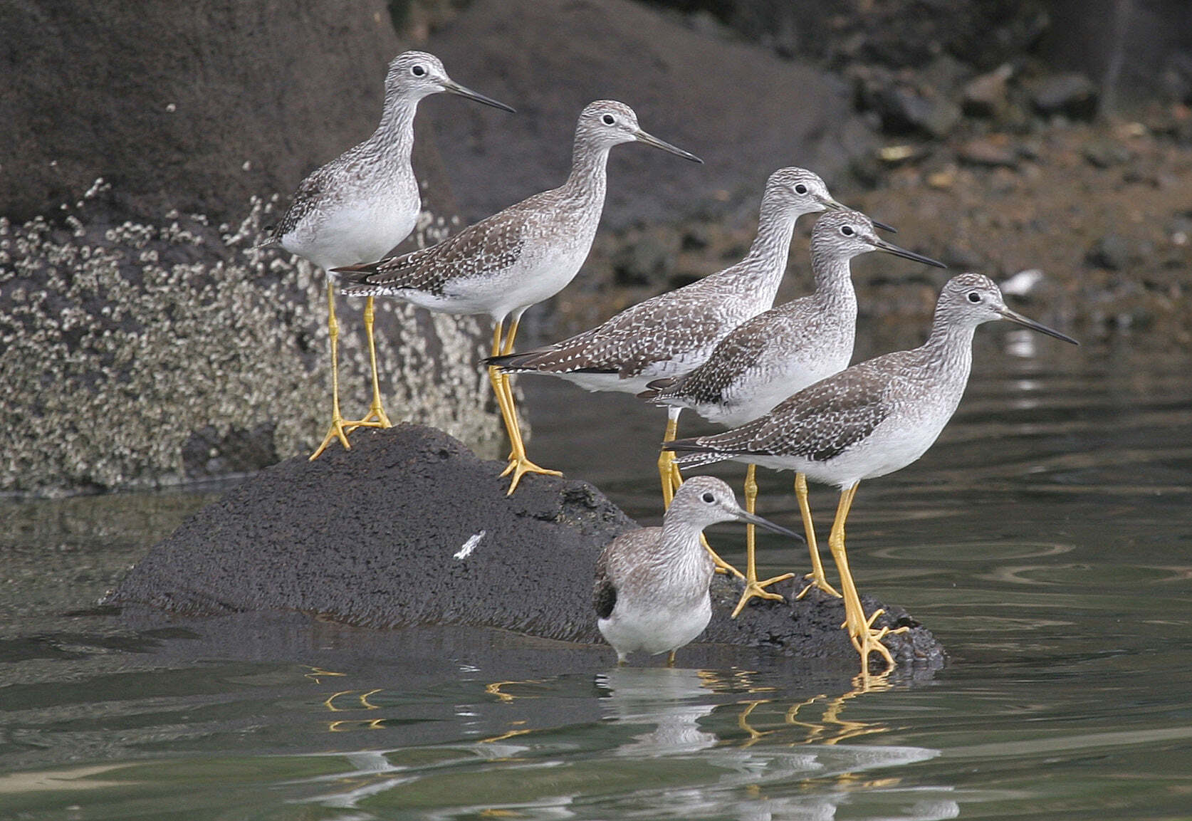 A gathering of Greater Yellowlegs. Photo: <a href="https://www.facebook.com/don.riepe.14" target="_blank">Don Riepe</a>