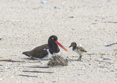 An American Oystercatcher adult and chick. <a href="https://www.flickr.com/photos/jrzykat/35177258843/" target="_blank" >Photo</a>: KatVitulano Photos/<a href="https://creativecommons.org/licenses/by-nd/2.0/" target="_blank" >CC BY-ND 2.0</a>