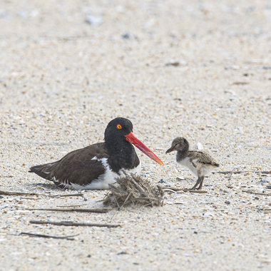 An American Oystercatcher adult and chick. Photo: KatVitulano Photos/<a href="https://creativecommons.org/licenses/by-nd/2.0/" target="_blank" >CC BY-ND 2.0</a>