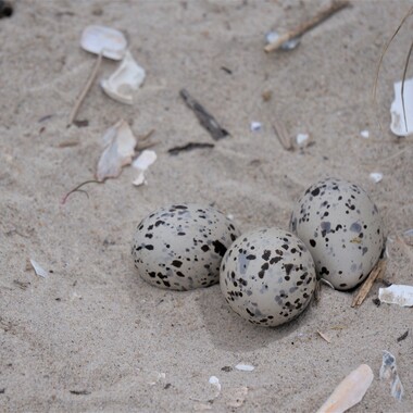 An American Oystercatcher pair’s nest is a minimal affair, closely watched over by the parents. Photo: <a href="https://pbase.com/btblue" target="_blank" >Lloyd Spitalnik</a>