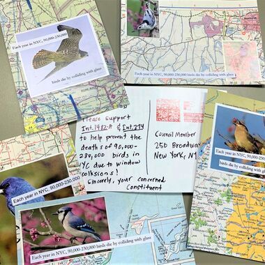 Postcards sent by Avian Advocates in support of Int. 1482, the Bird-friendly Material Bill , in Fall 2019. Photo: NYC Audubon