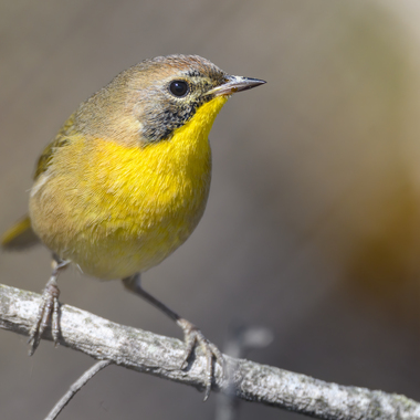 This immature male Common Yellowthroat is beginning to molt into the black mask he will sport as an adult. <a href="https://www.flickr.com/photos/beckymatsubara/48904196212/" target="_blank" >Photo</a>: Becky Matsubara/<a href="https://creativecommons.org/licenses/by/2.0/" target="_blank" >CC BY 2.0</a>