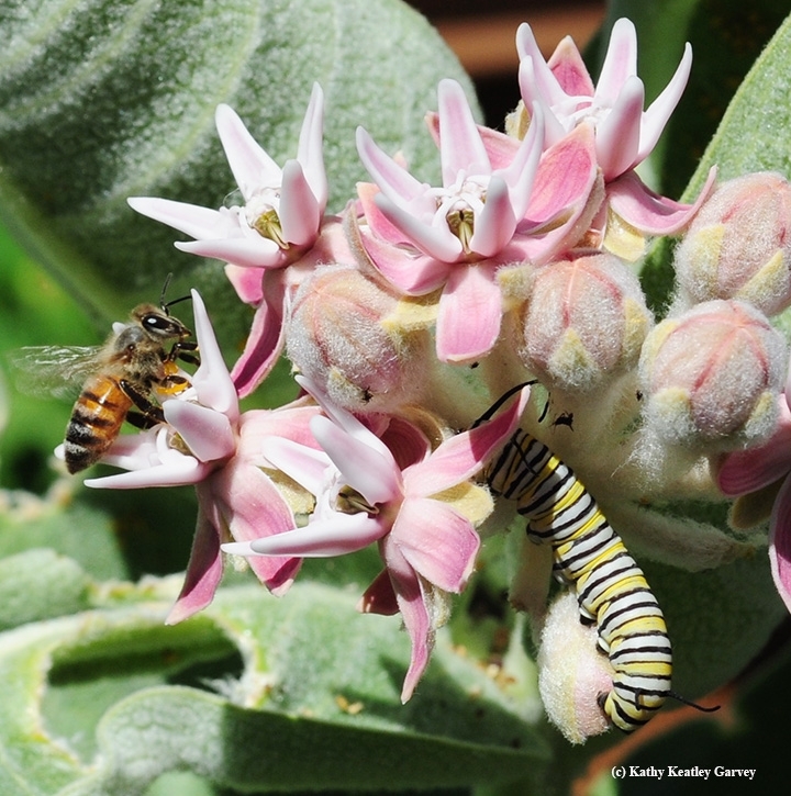 Neonicotinoids make the leaves and pollen of plants like Common Milkweed poisonous to this European Honeybee and Monarch caterpillar. Photo: Kathy Keatley Garvey