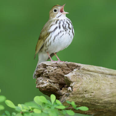Ovenbirds often sing while stopping through New York City during migration. Photo: <a href="https://www.lilibirds.com/" target="_blank" >David Speiser</a>