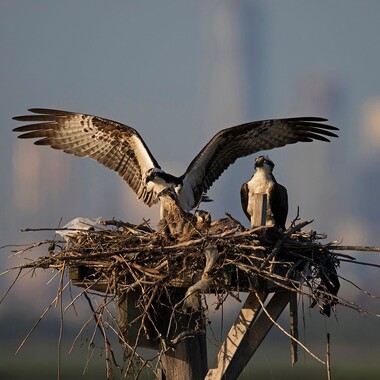 The Osprey, a fish-eating bird of prey, has made a great recovery in recent decades. The species nests in the Bronx, Brooklyn, Queens, and Staten Island. Over two dozen pairs nest in Jamaica Bay alone. Photo: <a href="https://www.fotoportmann.com/" target="_blank">François Portmann</a>