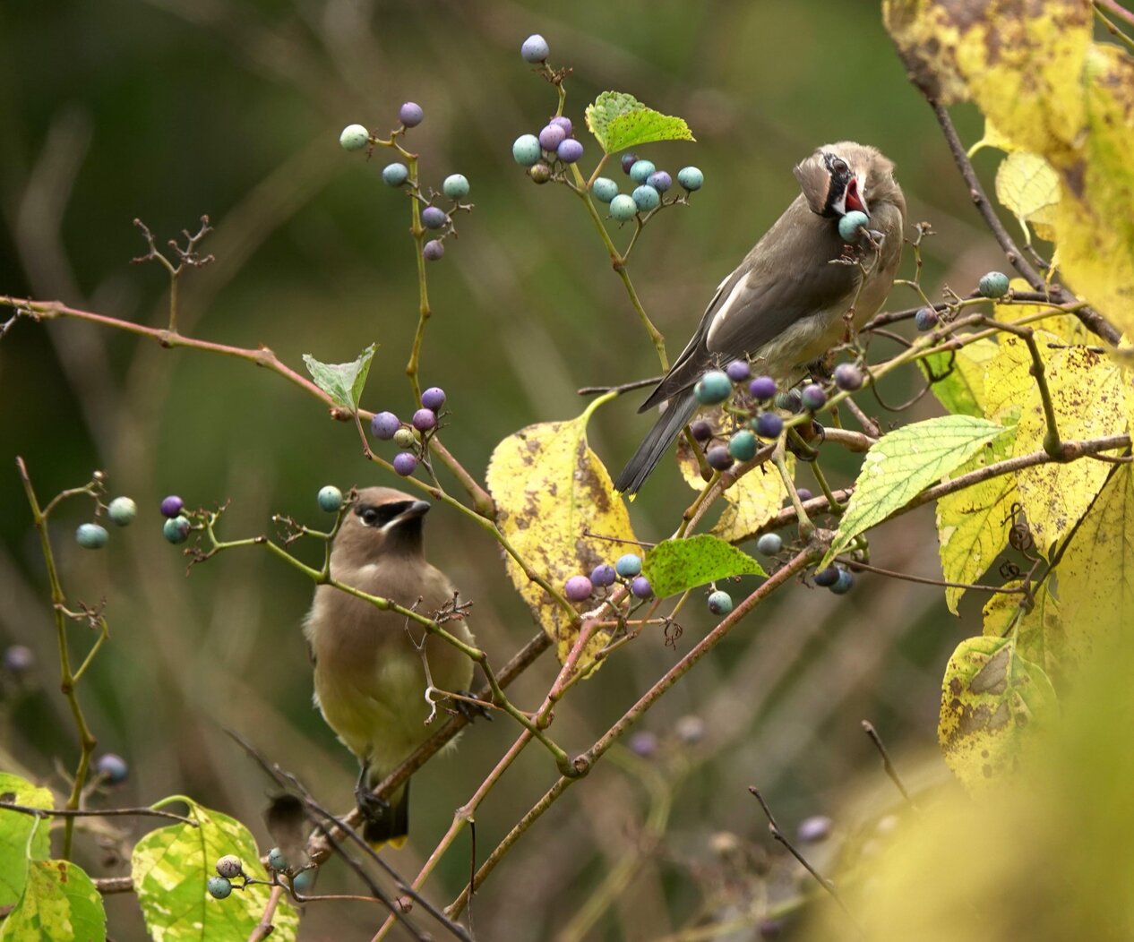 Cedar Waxwings feed on Porcelain Berry (an invasive plant, but nonetheless attractive to birds) in Fort Tryon Park. Photo: Paula Waldron