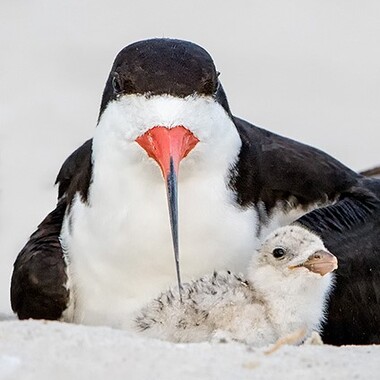 A Black Skimmer adult and chick; the Black Skimmer's bill is exquisitely adapted to slice through the water as it searches for fish and other sea creatures. Photo: <a href="https://www.pbase.com/btblue" target="_blank">Lloyd Spitalnik</a>