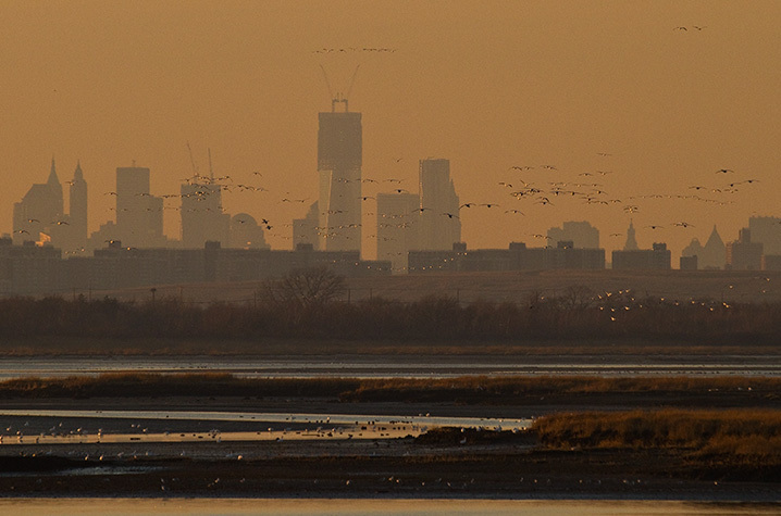 Much of NYC Audubon’s early habitat preservation work involved the protection of undeveloped properties bordering Jamaica Bay. Photo: <a href="http://www.fotoportmann.com/" target="_blank" >François Portmann</a>