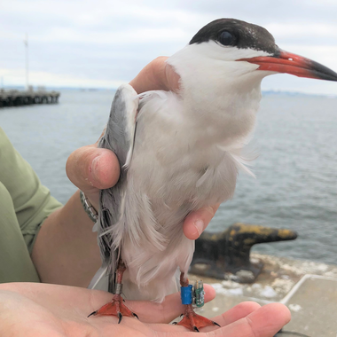 A banded adult Common Tern on Governors Island; the geolocator tag is visible on the bird’s left leg. Photo: NYC Audubon