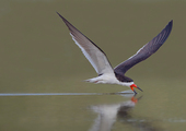 The Black Skimmer’s long lower bill slices through the water; when it touches a fish, the upper mandible snaps shut in a split-second reflex. Photo: <a href="https://www.lilibirds.com/" target="_blank" >David Speiser</a>