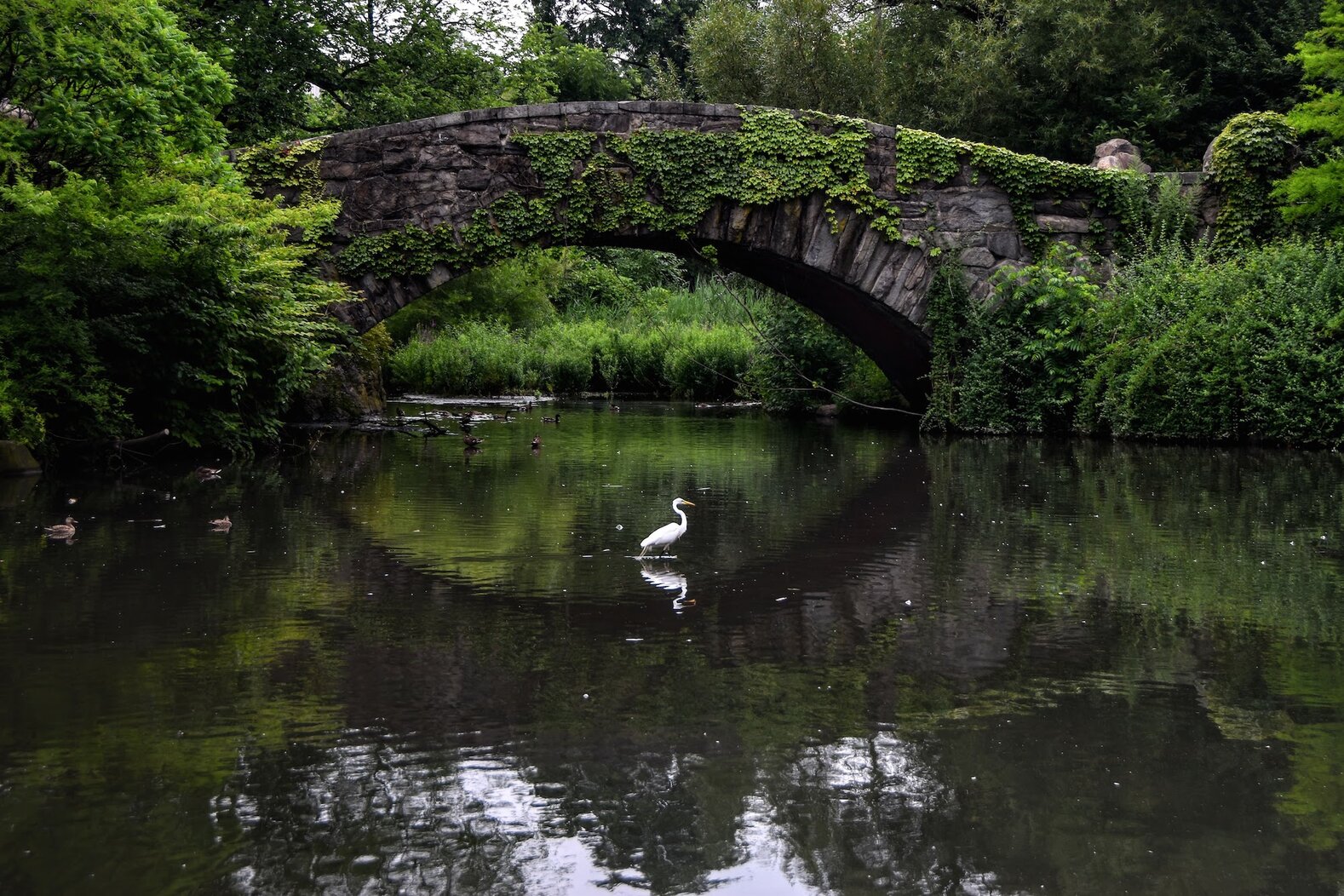A Great Egret forages with waterfowl in the Pond, by the Gapstow Bridge. Photo: <a href="https://www.flickr.com/photos/larrycloss/" target="_blank">Larry Closs</a>