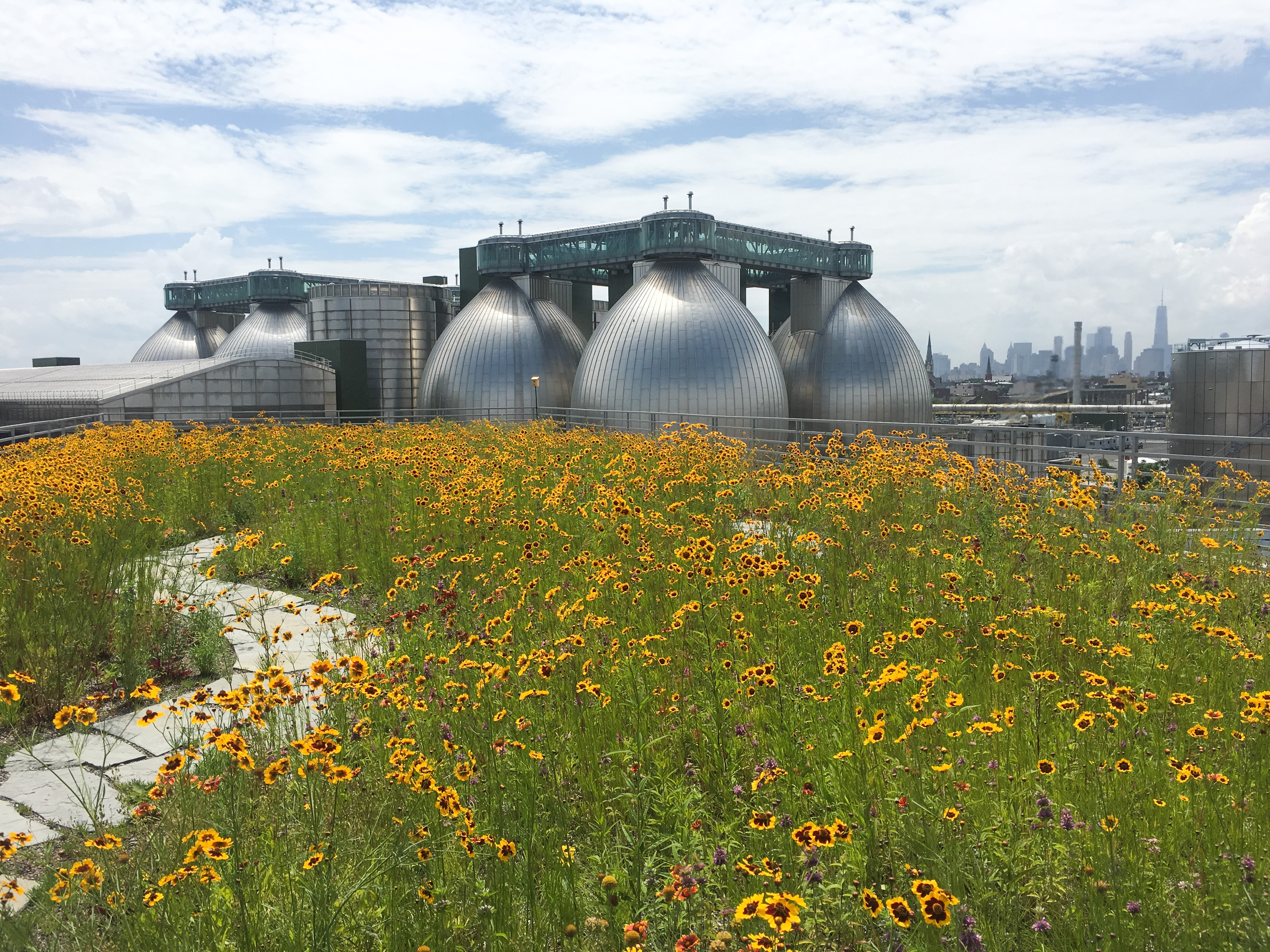 Kingsland Wildflowers at Broadway Stages with blooming Tickseed. Photo: NYC Audubon