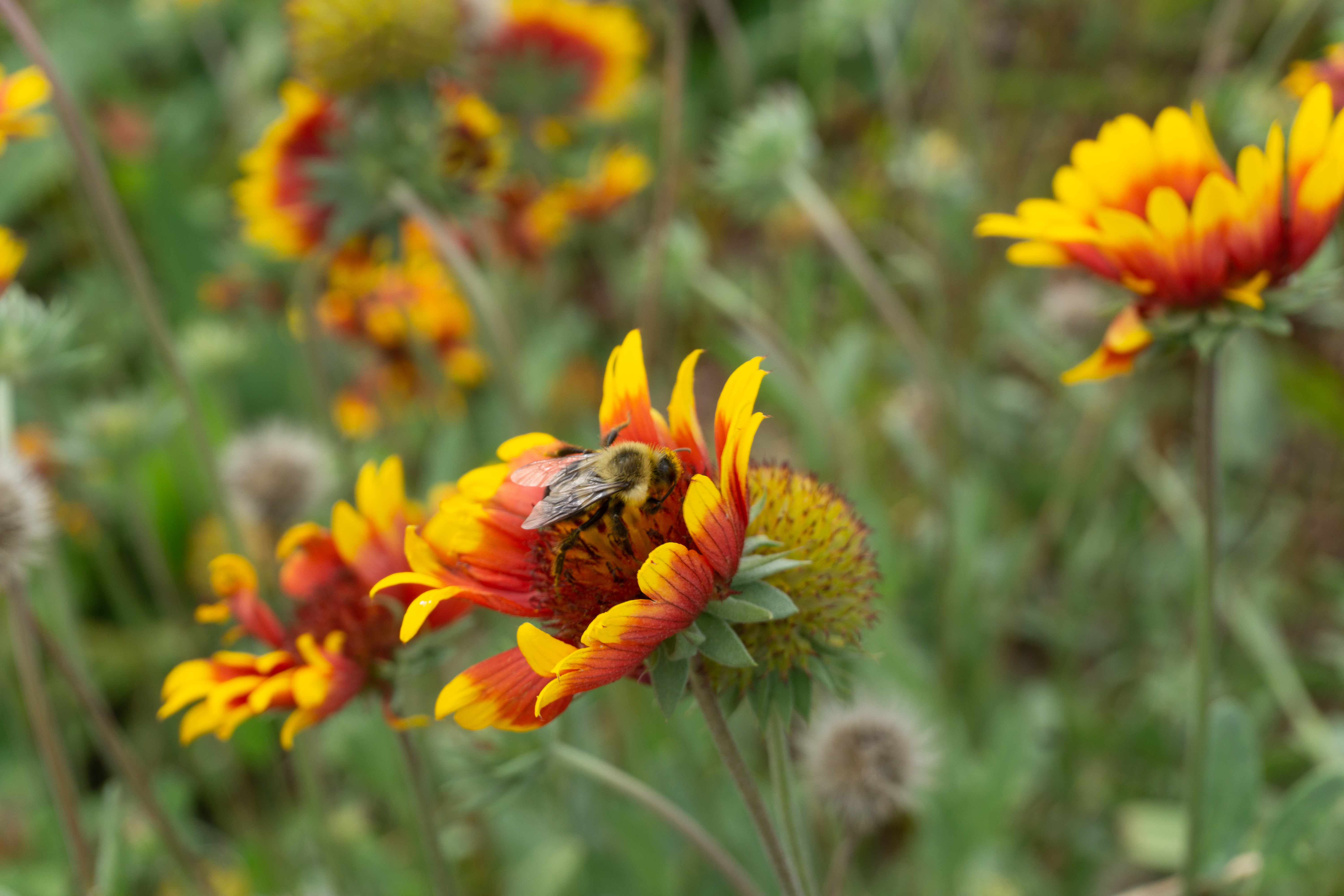 Pollination in Action on the Kingsland Wildflowers at Broadway Stages Green Roof. Photo: NYC Audubon