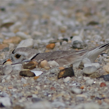 A very well camouflaged adult Piping Plover, sitting tight on its nest. <a href="https://www.flickr.com/photos/hmclin/3492605462" target="_blank" >Photo</a>: Henry T. McLin/<a href="https://creativecommons.org/licenses/by-nc-nd/2.0/" target="_blank" >CC BY-NC-ND 2.0</a>