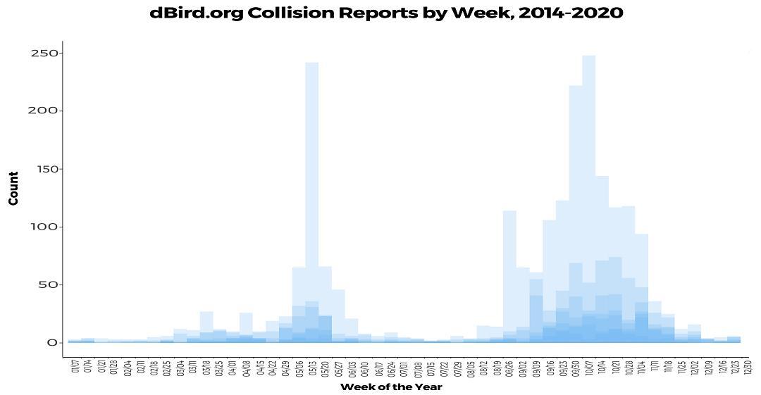 Dbird.org collision reports by week, 2014-2020. (Each year of reports is overlaid in transparent blue.) Bird collision reports peak between April 1-May 31 in spring and August 15-November 15 in fall. Graphic and data: NYC Audubon