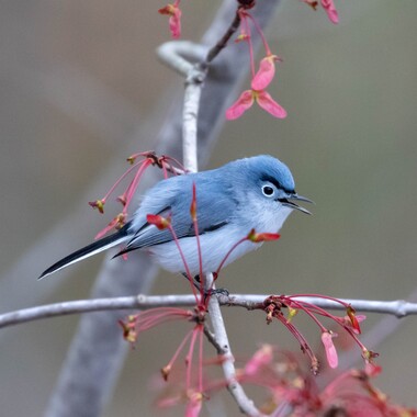 The Blue-gray Gnatcatcher migrates through Van Cortlandt Park; a few pairs may stay to nest. <a href="https://www.flickr.com/photos/atlnature/33626798478/" target="_blank">Photo</a>: Shawn Taylor/<a href="https://creativecommons.org/licenses/by/2.0/" target="_blank" >CC BY 2.0</a>
