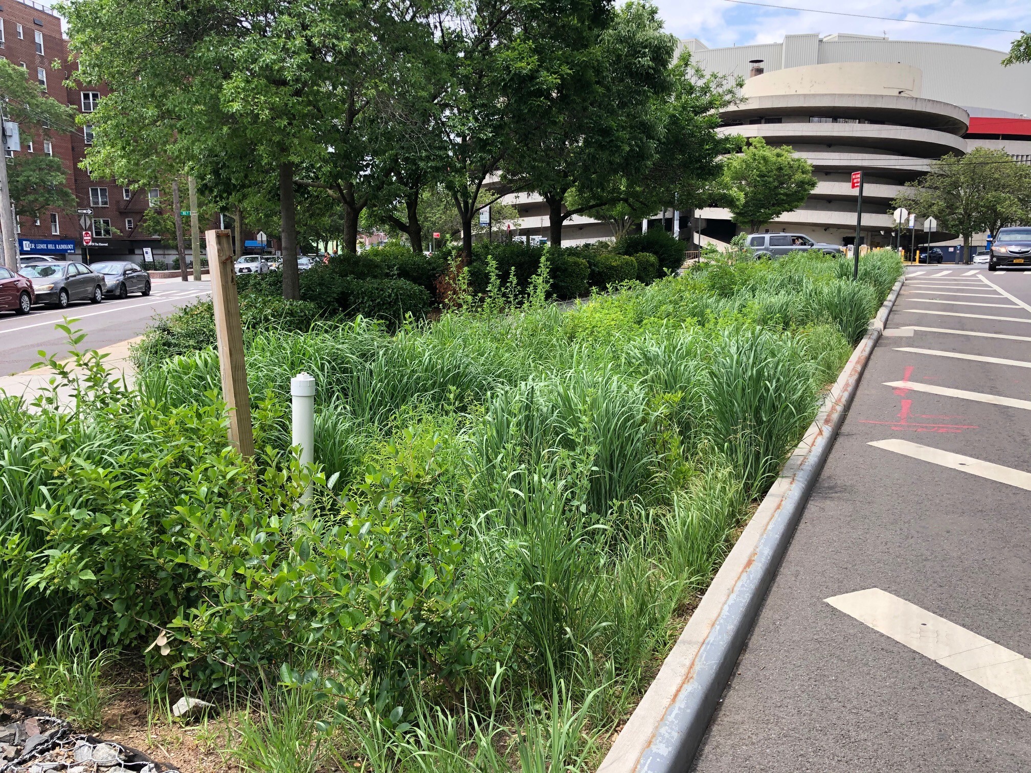 The Justice Avenue Bioswale incorporates native plants, mimicking natural conditions and flowering throughout the growing seasons, and provides benefits for pollinators, birds, and humans—all while capturing stormwater. Photo: NYC Audubon
