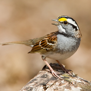 <a name="profiles"></a>A “white-striped” White-throated Sparrow. Photo: <a href="https://www.lilibirds.com/" target="_blank" >David Speiser</a>