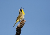 Male Common Yellowthroats sing on nesting territory in many of New York City’s larger parks. Photo: Keith Carver/<a href="https://creativecommons.org/licenses/by-nc-nd/2.0/" target="_blank" >CC BY-NC-ND 2.0</a>